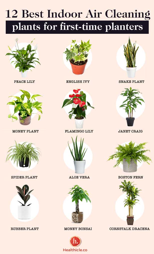 12 Indoor Air Cleaning Plants for First-Time Plant Parent | Healthicle